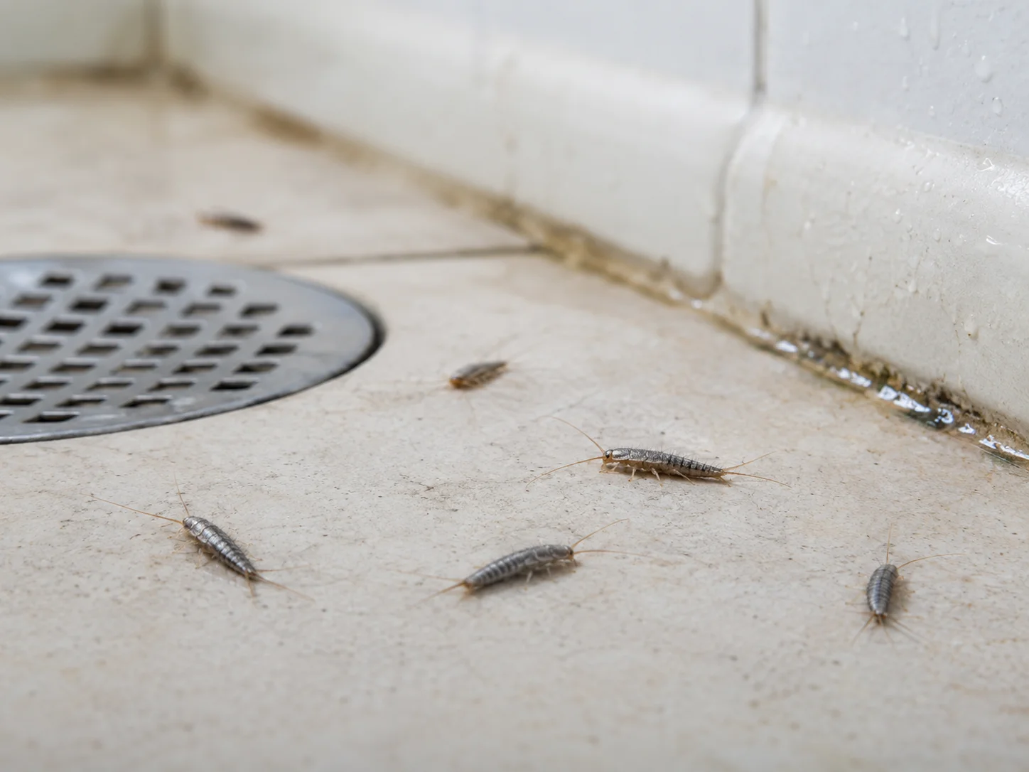 Banyo ve nemli alanlarda görülen gümüş böceği problemi