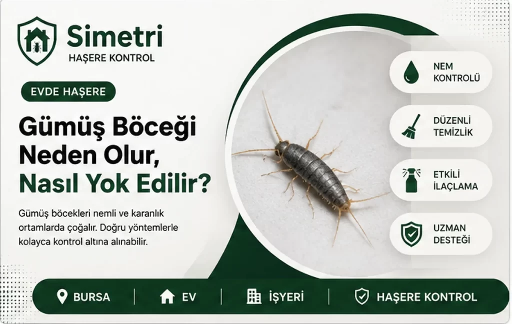 Gümüş böceği neden olur nasıl yok edilir