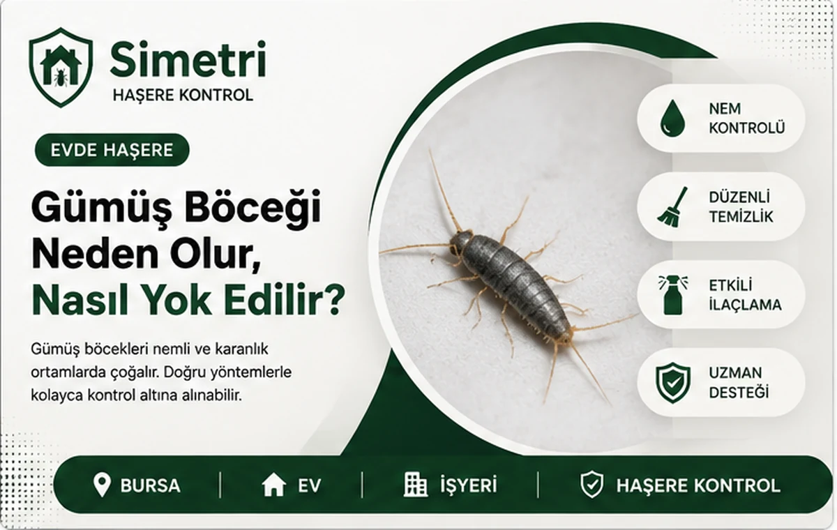 Gümüş böceği neden olur nasıl yok edilir